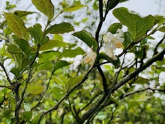 Styrax formosanus