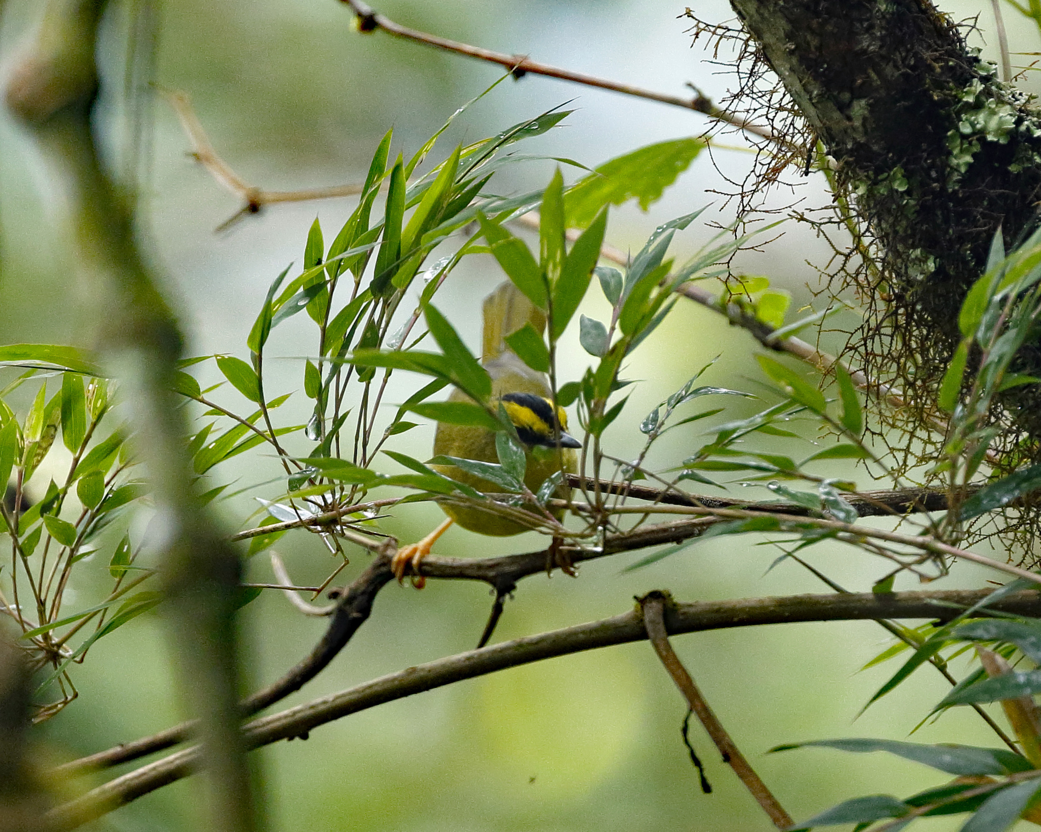 Myiothlypis nigrocristata image