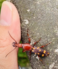 Baryrhynchus poweri