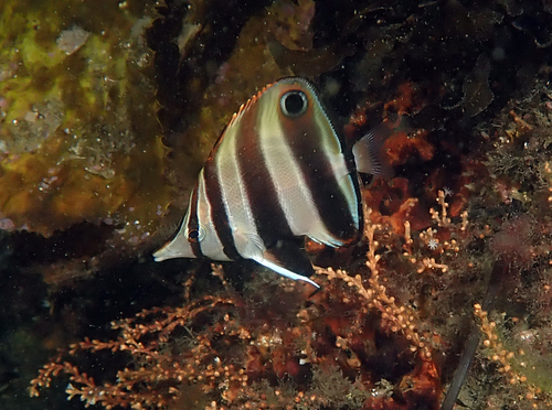 Coralfish (Chelmonops truncatus) — Chaetodontidae — 4