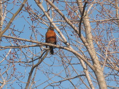 Turdus migratorius image