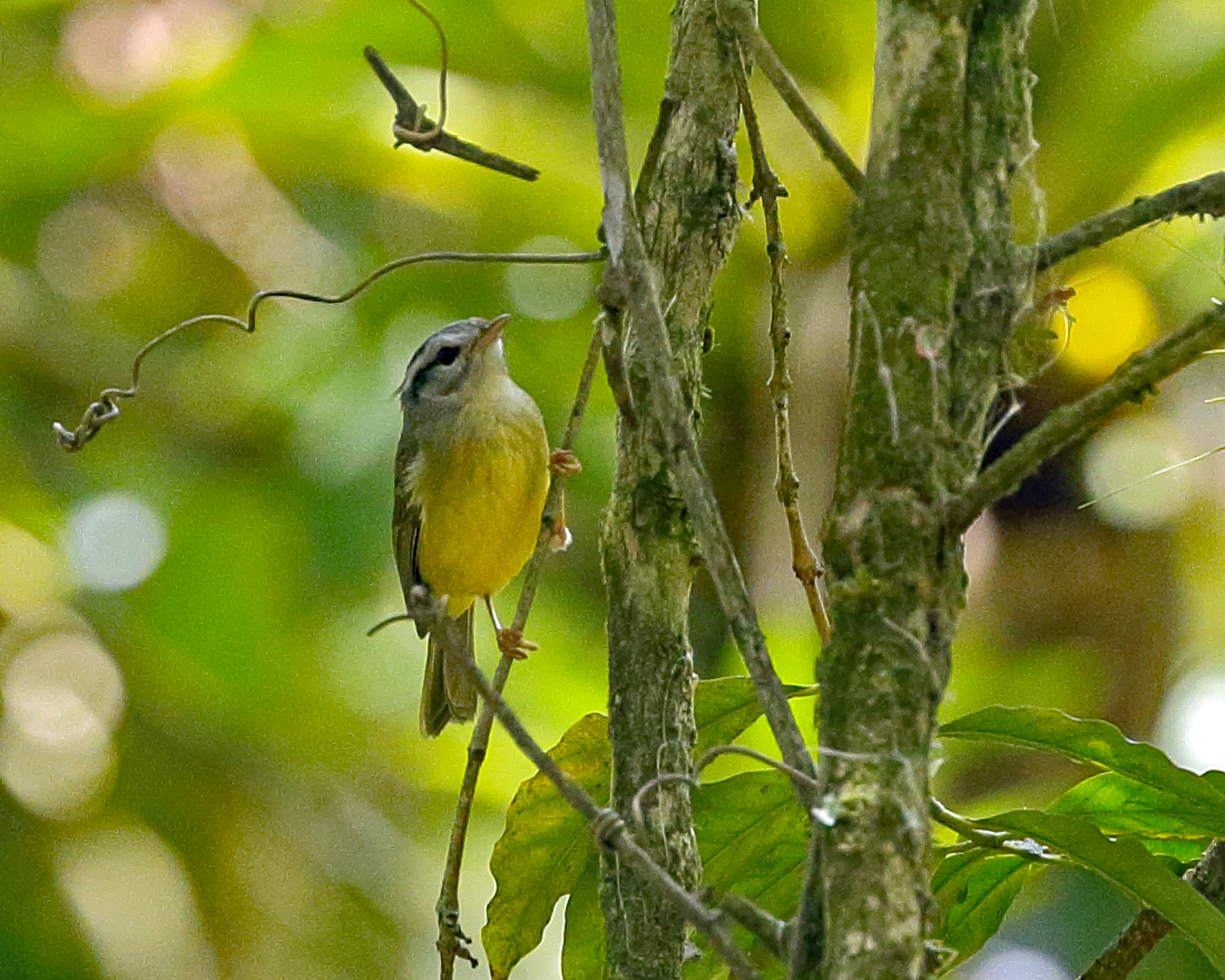 Basileuterus tristriatus image