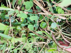 Thalictrum urbainii