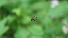 Argyrodes flavescens
