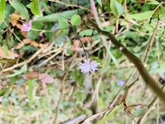 Thalictrum urbainii