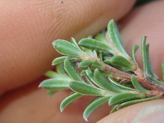 Kunzea amathicola