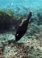 Eubalichthys bucephalus