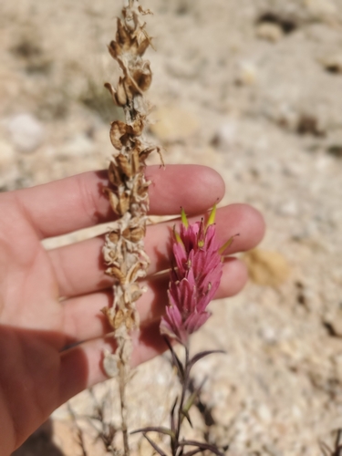 Reveal's paintbrush (Castilleja revealii)