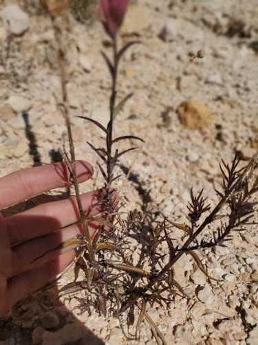 Image of Castilleja revealii by (c) Mitch Van Dyke, some rights reserved (CC BY)