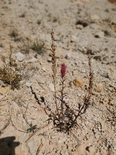 Image of Castilleja revealii by (c) Mitch Van Dyke, some rights reserved (CC BY)