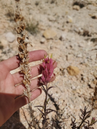 Image of Castilleja revealii by (c) Mitch Van Dyke, some rights reserved (CC BY)