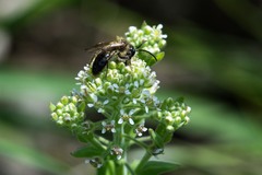 Andrena milwaukeensis