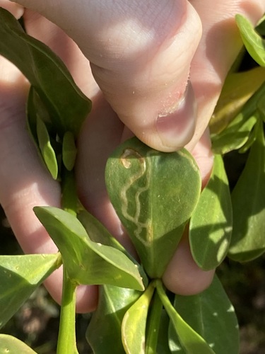 Phytomyza anthocercidis