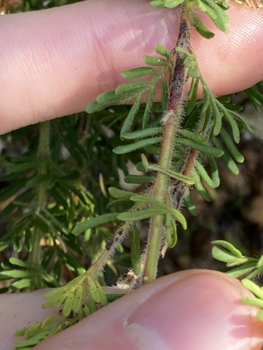 Image of Boronia tetrandra by (c) Thomas Mesaglio, some rights reserved (CC BY)