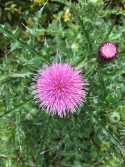 Cirsium japonicum australe