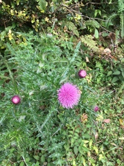 Cirsium japonicum australe