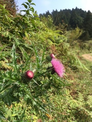 Cirsium japonicum australe