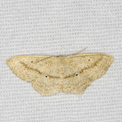 Scopula perlata