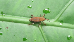 Sphenocorynes kosempoensis