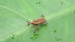 Sphenocorynes kosempoensis