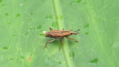 Sphenocorynes kosempoensis