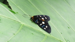 Exsula dentatrix albomaculata