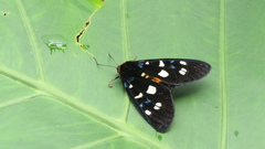 Exsula dentatrix albomaculata