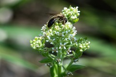 Andrena milwaukeensis