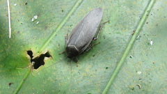 Rhabdoblatta takahashii