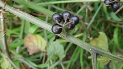 Solanum opacum