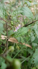 Solanum opacum