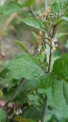 Solanum opacum