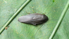 Rhabdoblatta takahashii