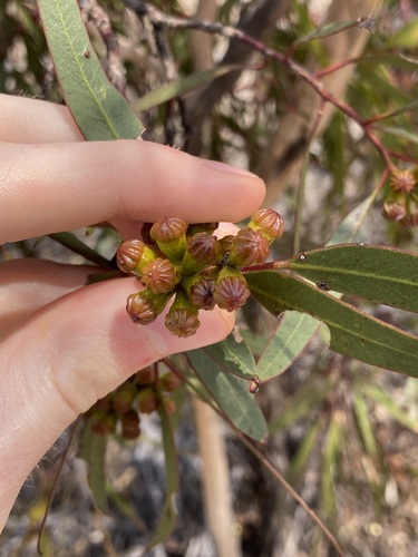 Image of Capped Mallee by (c) Thomas Mesaglio, some rights reserved (CC BY)