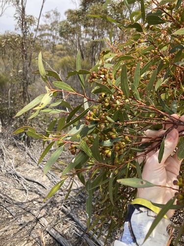 Image of Capped Mallee by (c) Thomas Mesaglio, some rights reserved (CC BY)