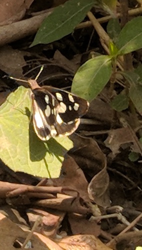 Udaspes folus
