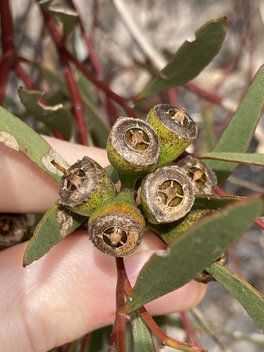 Image of Eucalyptus suggrandis by (c) Thomas Mesaglio, some rights reserved (CC BY)