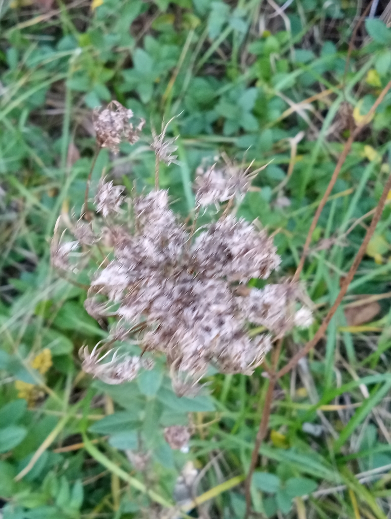 Wild Carrot From Fairfax VA 22030 USA On October 23 2023 At 08 50 AM   Large 