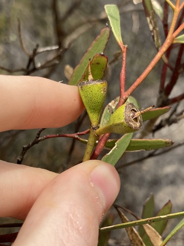 Image of Eucalyptus suggrandis by (c) Thomas Mesaglio, some rights reserved (CC BY)
