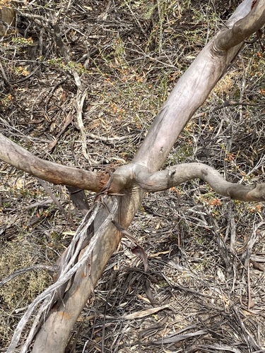 Image of Eucalyptus suggrandis by (c) Thomas Mesaglio, some rights reserved (CC BY)