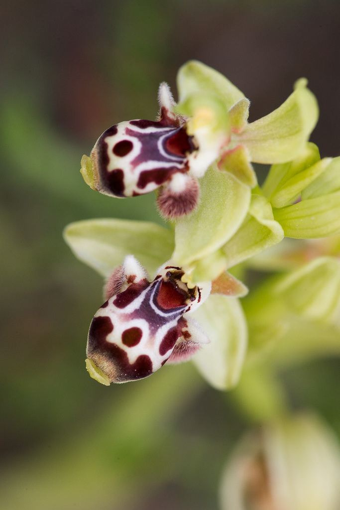 carmel bee-orchid