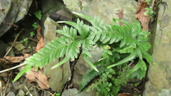 Pteris dispar