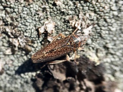 Graphocephala confluens