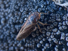 Graphocephala confluens