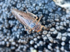 Graphocephala confluens