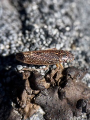 Graphocephala confluens