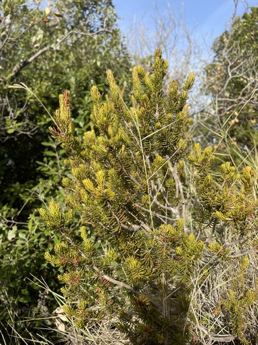 Vielblütige Heide