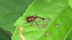Paratrachelophorus nodicornis