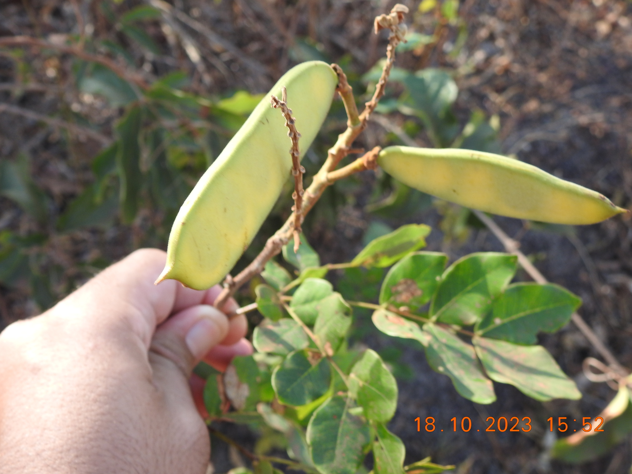 Cenostigma bracteosum