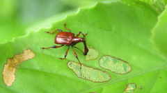 Paratrachelophorus nodicornis